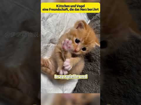 Kätzchen und Vogel #Katzen#Hunde#Tiere#Haustiere#Rettung#Hilfe#Liebe