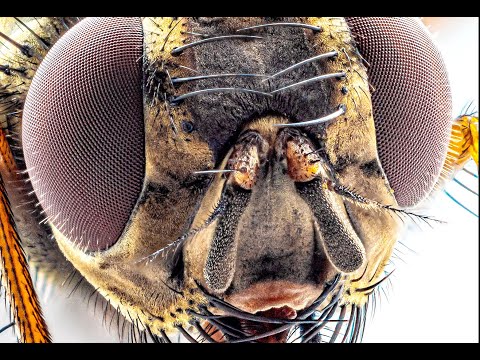 Makrofotografie mit Retroadapter und Zwischenringen an einer Sony A7iii