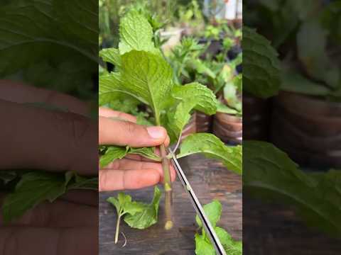 Tips and Tricks for Growing Mint | How to Grow and Harvest Mint #shorts #gardening #mint