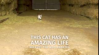 Adoptable Pets by The Animal Rescue Site: Find Your Furrever Friend 2
