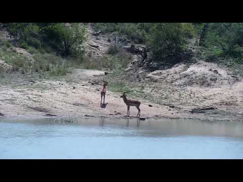 Djuma: Two Impala rams - 10:21 - 10/28/2022