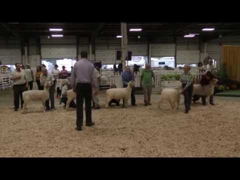 2015 - Sept 28th - Regional Cotswold Show