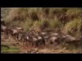 Wildebeest Running