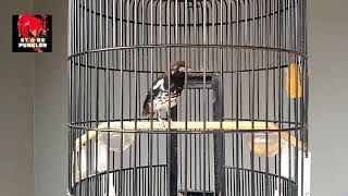 Download lagu Terbukti AMPUH‼️ WIKLUS/WIKSAR SEMUA BURUNG DI RUMAH IKUTAN BUNYI mp3