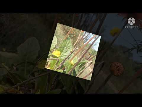 Beautiful Flowers And Morning Relaxing Music.... 🌺🌺🌺🌺