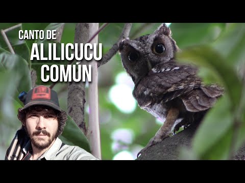 Myšiarka tropická — Tropical Screech-Owl