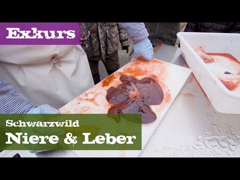 Niere und Leber - Exkurs Organe - Schwarzwild