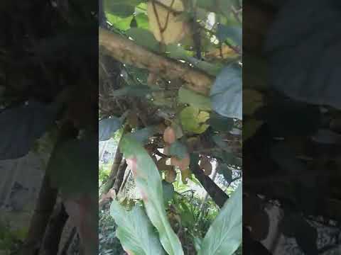 ILAM KO TAJA FRUITS# 1st video