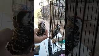 Download lagu Pelatuk beras lepas dari tangan #shorts #burungmasteran mp3