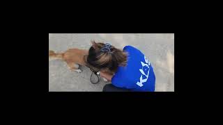 Video preview image #1 Pembroke Welsh Corgi-Unknown Mix Puppy For Sale in Seattle, WA, USA