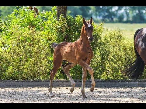 Fohlenjahrgang 2022 von Finishing Touch Wareslage