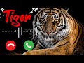 jani Tumne Ek Sher Ko Phone Kiya hai l Ringtone l Best Ringtones , #new_ringtone