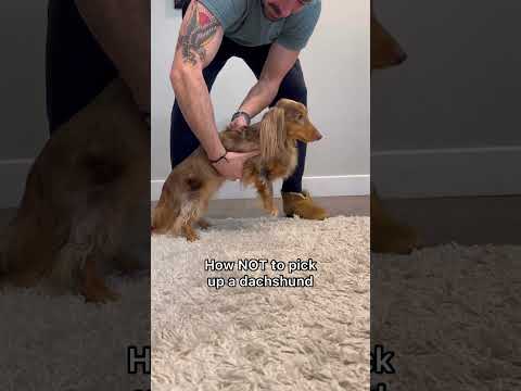 Did you know how? #dachshund #sausagedog #weinerdog #teckel #ivdd #puppy