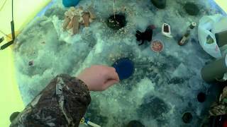 Ловля тарани на цимлянском водохранилище