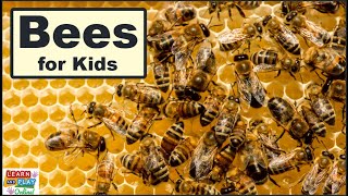 Facts About Bees!