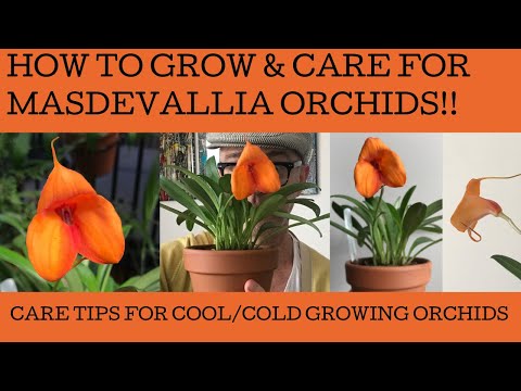 , title : 'How to grow and care for masdevallia orchids!'