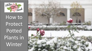 🌹 Winterizing Potted Plants // How to Protect Potted Plants during Winter