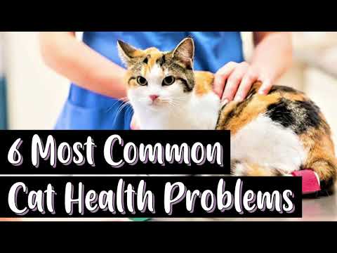 6 Most Common Cat Health Problems