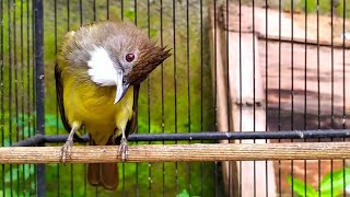 Download lagu Cucak jenggot gacor mbeset ngepik ngetril mp3 Download lagu Cucak jenggot gacor mbeset ngepik ngetril mp3