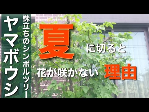 園芸 ヤマボウシ、ハナミズキ、イチゴの木