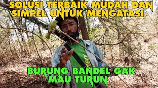 Download lagu Solusi mudah dan simpel untuk memikat burung yang bandel tidak mau turun mp3 Download lagu Solusi mudah dan simpel untuk memikat burung yang bandel tidak mau turun mp3