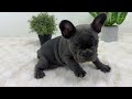 French Bulldog dogs for sale: Ginger - Video 1