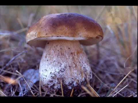 Passenger 10 - Passenger 10 (DJVod Bootleg Mix)