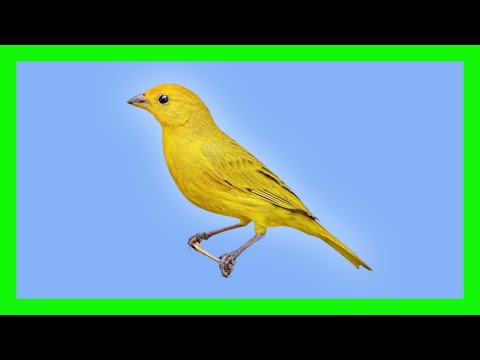 Sicalis šafranový (Sicalis flaveola) — starostlivosť, voliéra a kŕmenie
