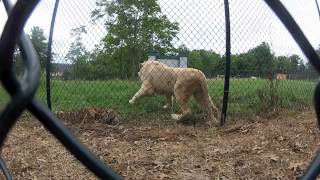 preview picture of video 'Lion vs Tiger at Nemacolin Zoo'