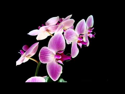 5th Lane - Orkidea