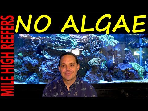 Algae how to control, stop and prevent it in your reef tank