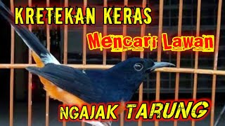 Download lagu Kretekan Keras murai batu Memancing Emosi Lawan mp3