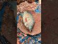 Tilapia Fish Cleaning Fastest Cutting Skills By Young Fish Expert Shorts Cuttingskills