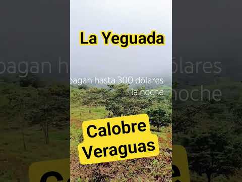 Esto es la Yeguada, Calobre, Veraguas, Panama🌲🇵🇦#viajes  #turismo  ¿vendrias acampar en la Yeguada?