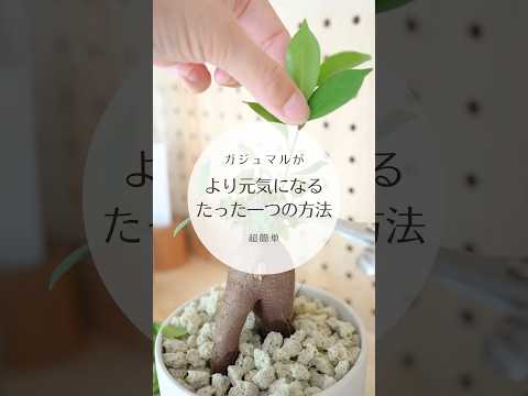 見事な花を咲かせるために、冬前に牡丹を剪定する必要がありますか?ビデオチュートリアル  庭園