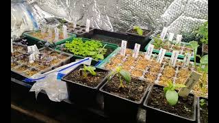 Home Grow Room Garden Tour & Something Different to Discuss Diamond Art Container