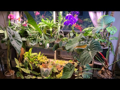 , title : 'Plant Collection Update + Fluence Ray66 LED Review'