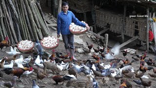 I still live alone in the mountains, raising pigs, chickens and harvesting eggs. Green forest life