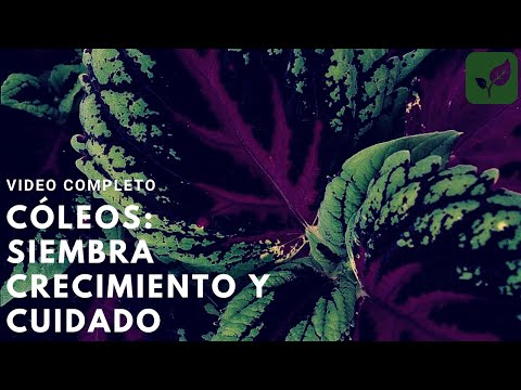 , title : 'CÓLEOS CRETONA SIEMBRA CRECIMIENTO Y CUIDADOS | VIDEO COMPLETO PASO A PASO'