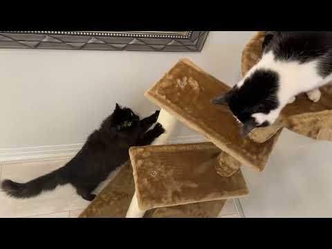 The NEW Cat Tree (Perfect for Senior Cats!)