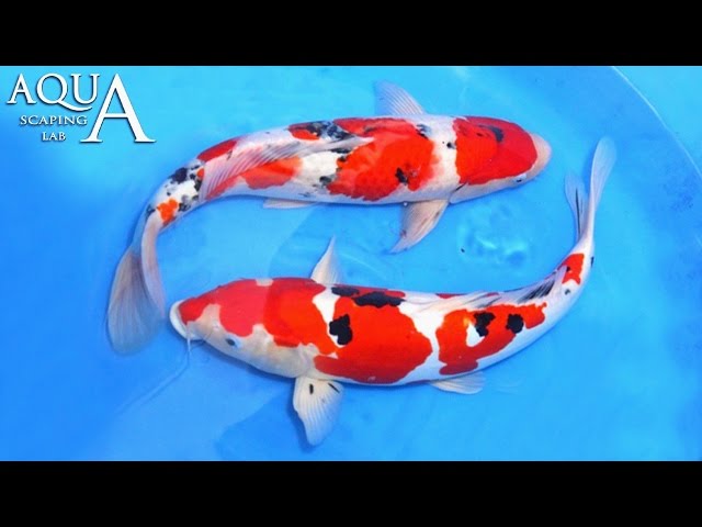 Aquascaping Lab - Koi Carp Nishikigoi Japanese Carp description / Carpa koi scheda tecnica