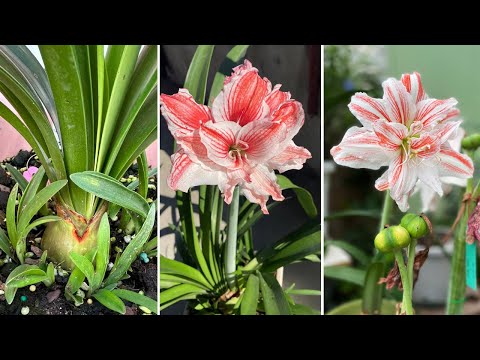 Amaryllis Care: How to Water Amaryllis to Have it Bloom Year After Year?