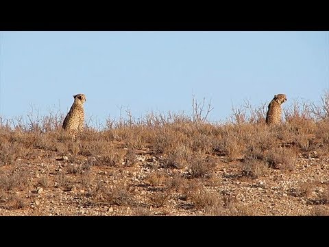 Namibia erleben/Teil 51-Kgalagadi-Transfrontier-Park 2017/Blümchentour