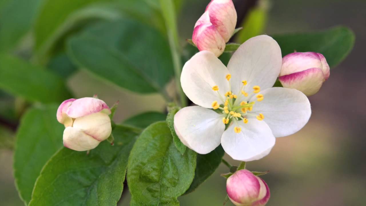 La flor de Bach Manzano Silvestre - Crab Apple