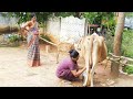 Village Routing Life Village Life Village Life In India Cow Milk Milk Cow Cow Milking