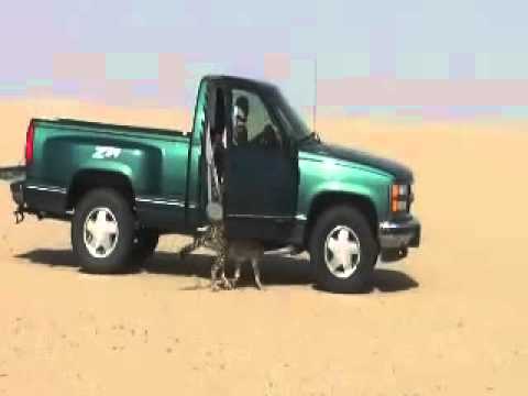 Saudi man uses cheetah to hunting