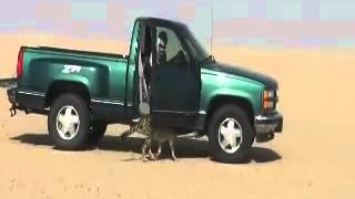 Saudi man uses cheetah to hunting