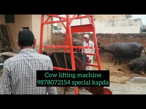 Cow lifting machine