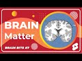 White Matter Vs. Gray Matter - What's the Difference? - Brain Bits