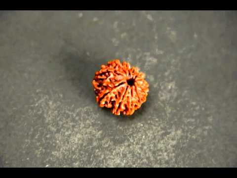 11 Mukhi Certified Rudraksha Sale Online